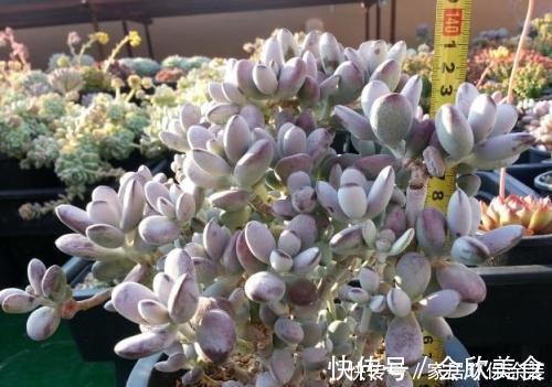 乒乓|捡了一棵“秃顶”的多肉乒乓福娘，养2年完美逆袭，美呆了