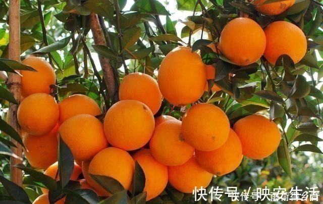 花生瓜子|女人若不差钱,建议少吃花生瓜子,多吃这几种水果,对皮肤有好处