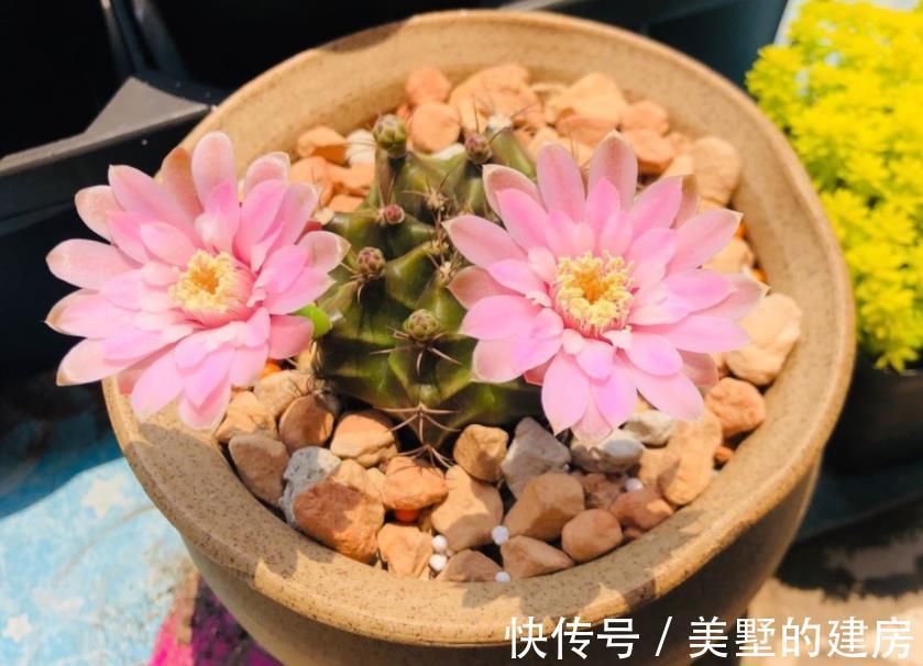 腐殖质|绿化带里的这种土是养花“极品土”，走过路过不能错过！