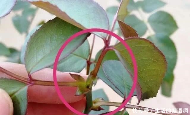 月季盲芽要剪掉别傻了，盲芽修剪有技巧，否则越剪越不开花！