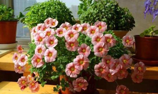 养花草别空有一番热情,学会这些小妙招,盆栽植物才能少出问题