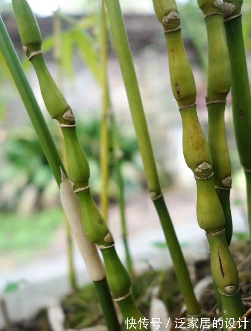 这“胖竹子”真奇特，既有竹的风骨与品格，还胖起来真好看！