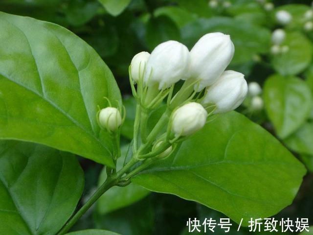 3种花掐点枝就能来个“大变身”,一盆变多盆,成活率高,生长快