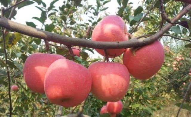 肠壁溃疡面|提个醒:吃苹果有3大禁忌,却有很多人不清楚,别犯错误了