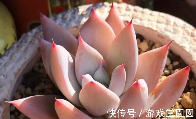 冬天|冬天买多肉,虽然价钱便宜,但不注意这些,却难服盆、易伤亡