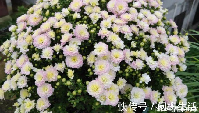 水仙|上万块的蟹爪兰,开花像烟花,养过的人不多