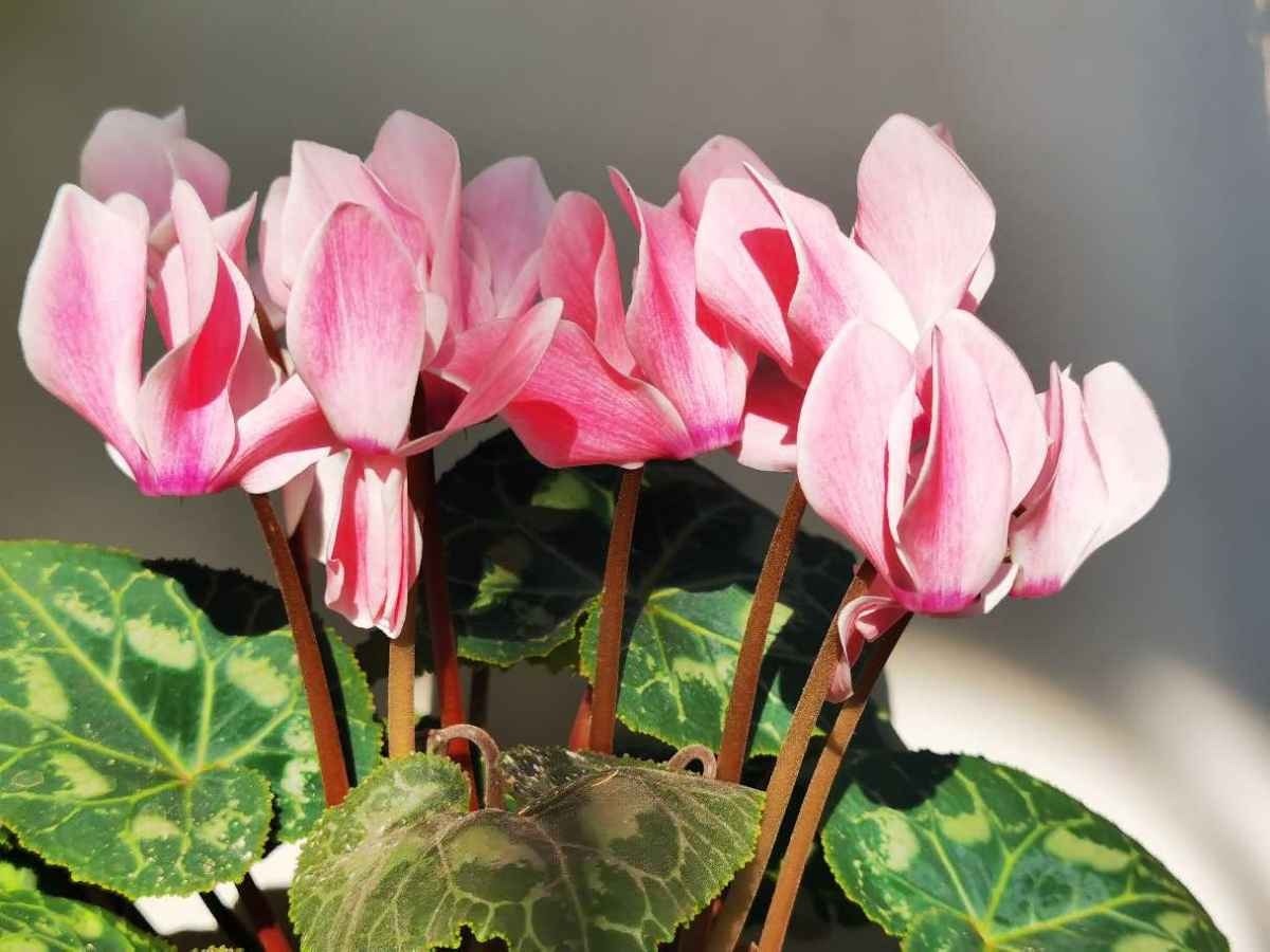 门口放了一盆百合花,转了个身的功夫就被人偷折,真气人