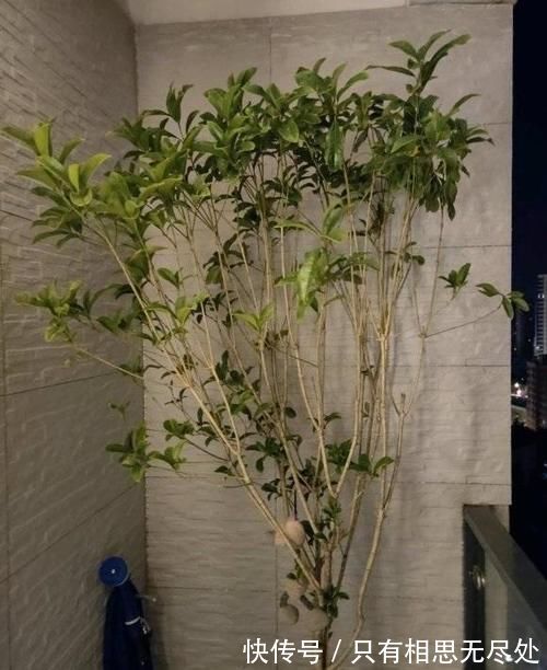 花瓣|客厅养花，这6种“香香花”，花香浓郁，养在客厅衣服都带香味