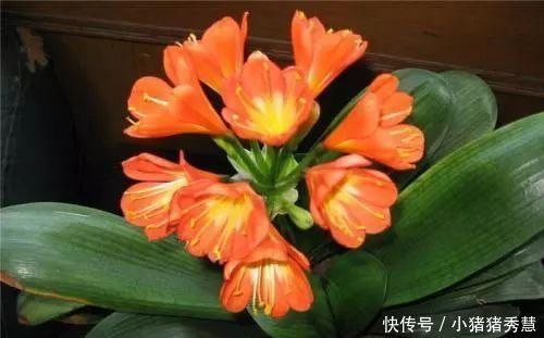 1种配土方法种君子兰,新叶嗖嗖长,年年都开花