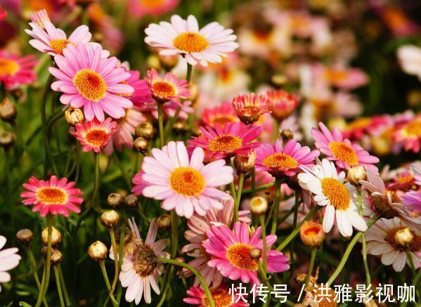 菊花|喜欢菊花，不如养“菊中精品”秋水红霞，花开柔美高雅，缕缕清香