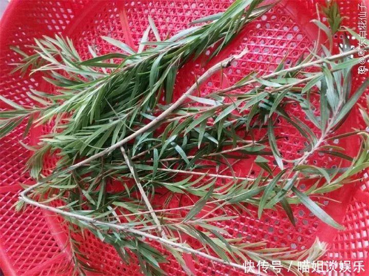 它是天然“生根剂”，给花浇一点，根系壮猛发芽！