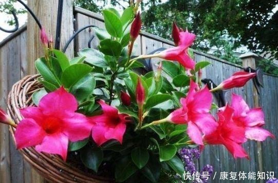 腐叶沙质土|一种小花太神奇，一对叶子6朵花，养一棵开一片，室内室外都能养！