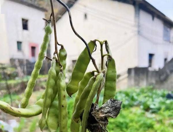 朱大伯|有毒！一对夫妇吃了它仅半小时，紧急送医