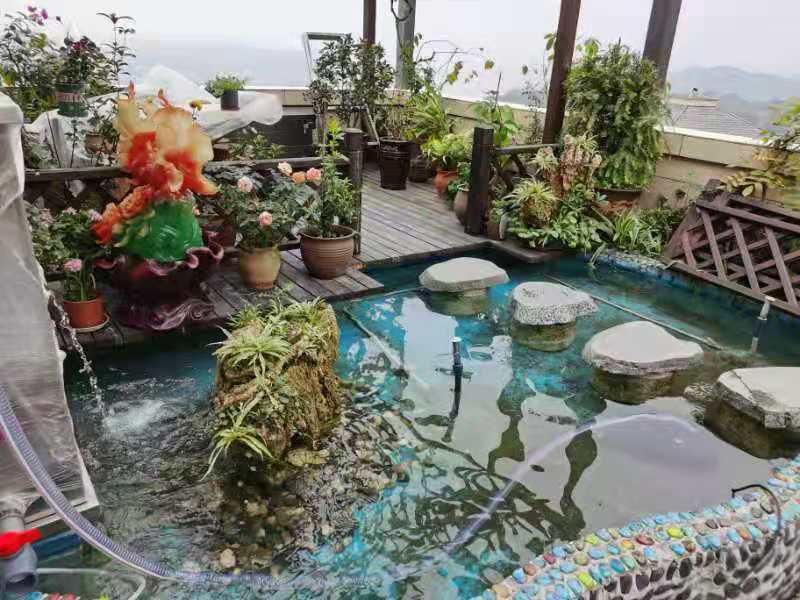 爱鱼发烧友的心声：没有鱼池过滤器真不行