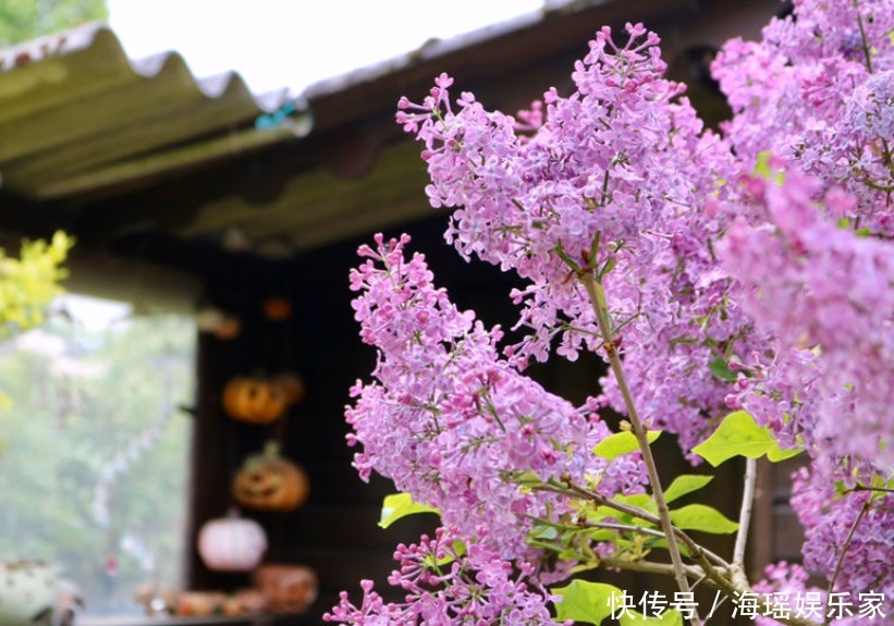 你喜欢什么花,就是什么性格的人,都进来看看吧!