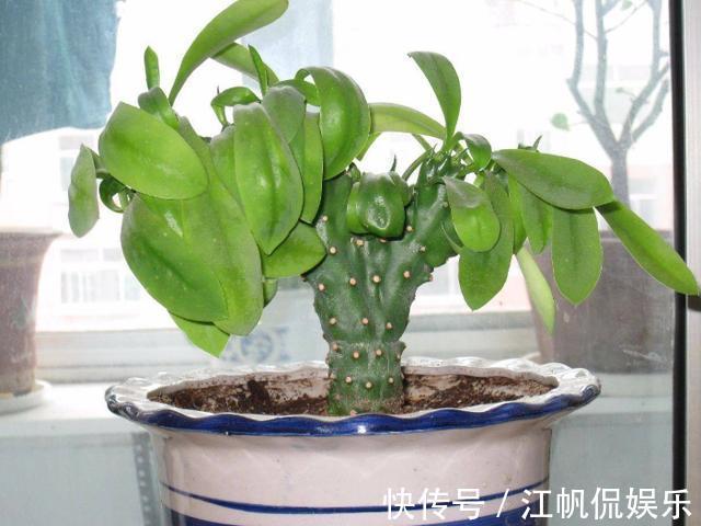 家里客厅适合养什么花此3款对身体好,还能纳福又聚财