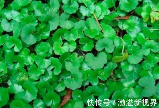 女性常吃3种野菜,清热解毒、养颜祛湿,还增强自身免疫力!