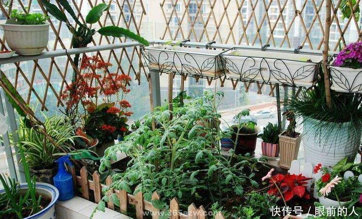 家中这植物除了食用,还有别的用处以下三大功能你都知道吗