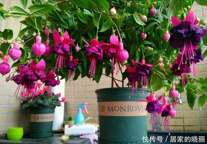 几项技能知道吗?养花人都该知道,养花方便,生长得愈加繁茂