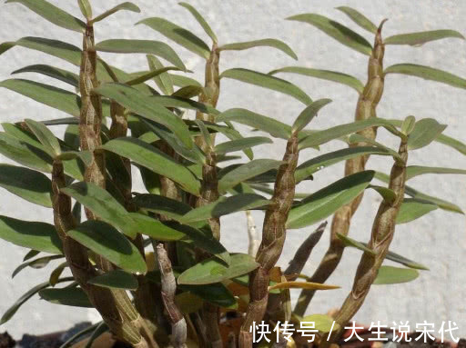 食物|高血糖“最怕”的5种食物，每天吃几口，血糖不再高，远离糖尿病