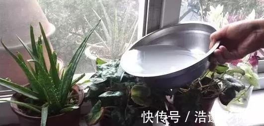 浇水|盆栽花草不能养成这3坏习惯!不然植物长不旺,花卉迟迟不开花