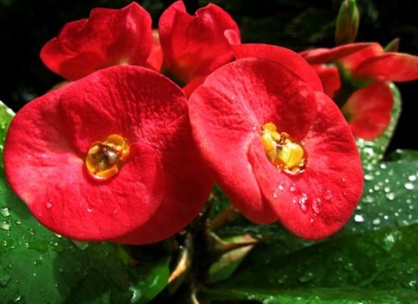 虎刺梅开花难、花儿小用对它,花朵咕噜噜冒,花香满屋飘