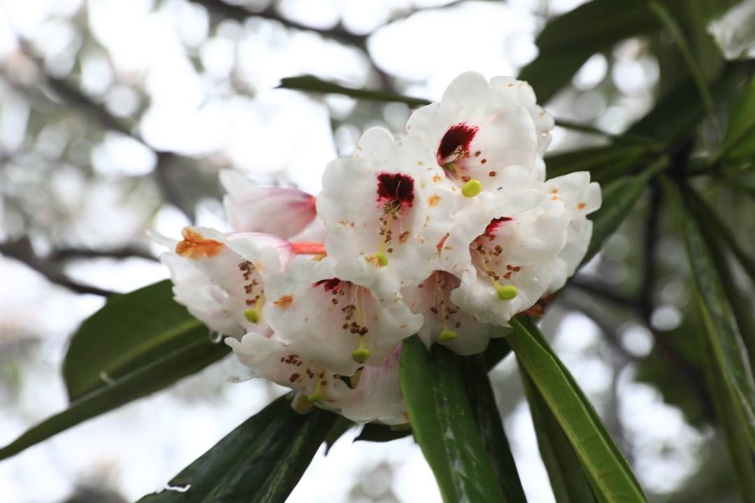 四川峨眉山18万亩杜鹃盛开 首届杜鹃花节引来游客“雾里看花”