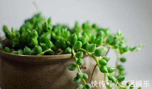 莲华子|五种一开花爆盆的多肉,漂亮好养懒人必备,漂亮好养惹人爱,呆萌