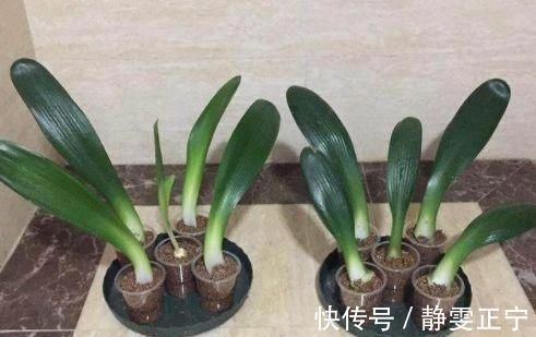 王大姐|王大姐养君子兰,“插”个叶到土里,一盆成10盆,每盆开花都美爆