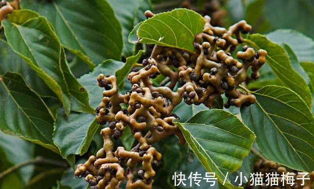 益母草|66种野菜大图片，带你见识不同的野菜和吃法，你想要的野菜这里有