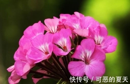 养这几朵花,花香浓郁,花期长,开花芳香四溢,花朵稠密惹眼
