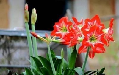 养护|朱顶红“傻长叶子”不开花一包一冻,温差大,花苞嗖嗖冒出来