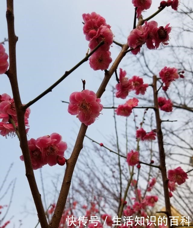 古代人都爱养的“4种花”,特上档次,家里养一盆,富贵满堂!