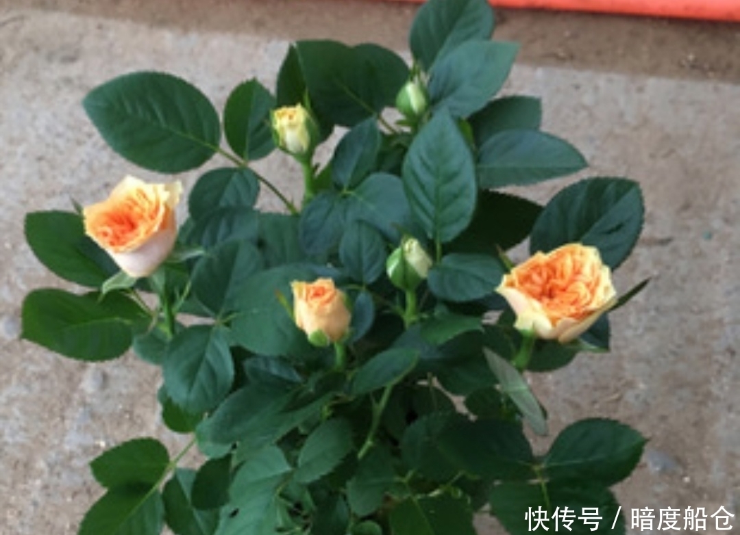 阳台也能养的“微型月季”,花期长、品种多,四季有花赏