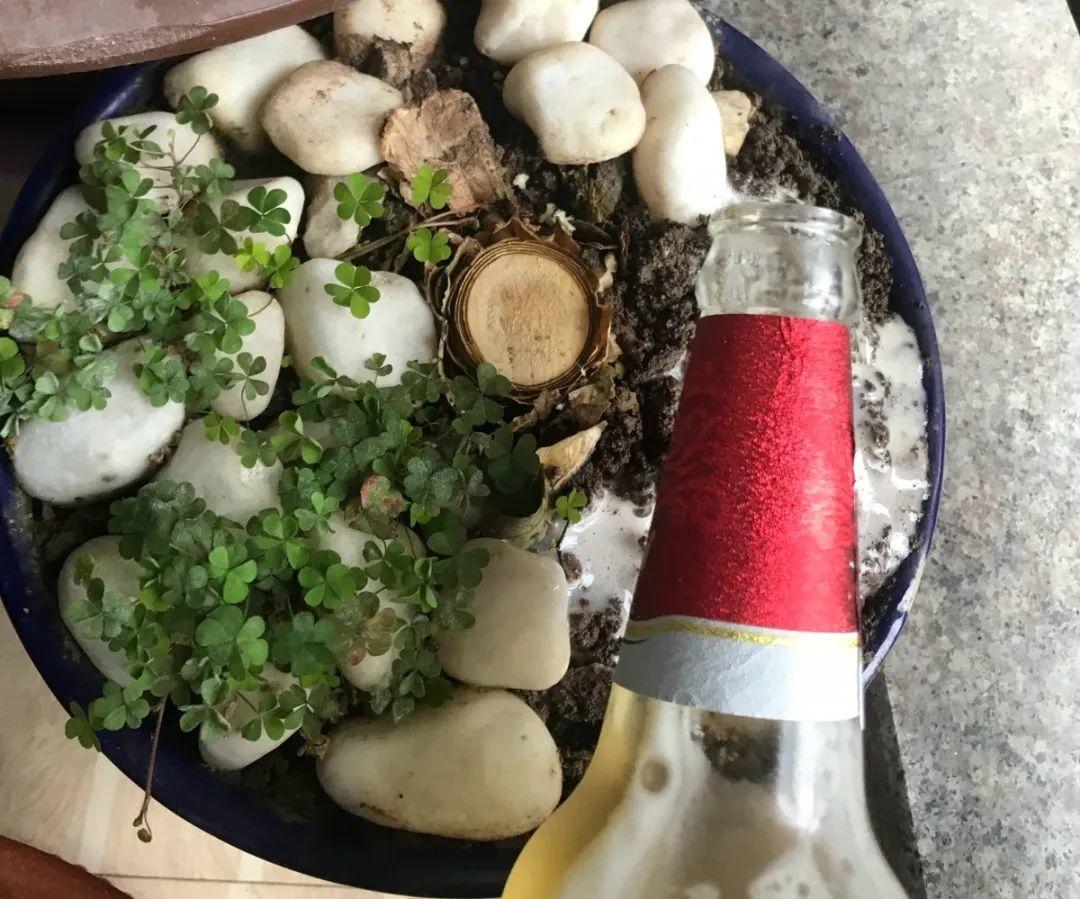 给花浇水要小心，5种水不能浇，浇完立马就黄叶！