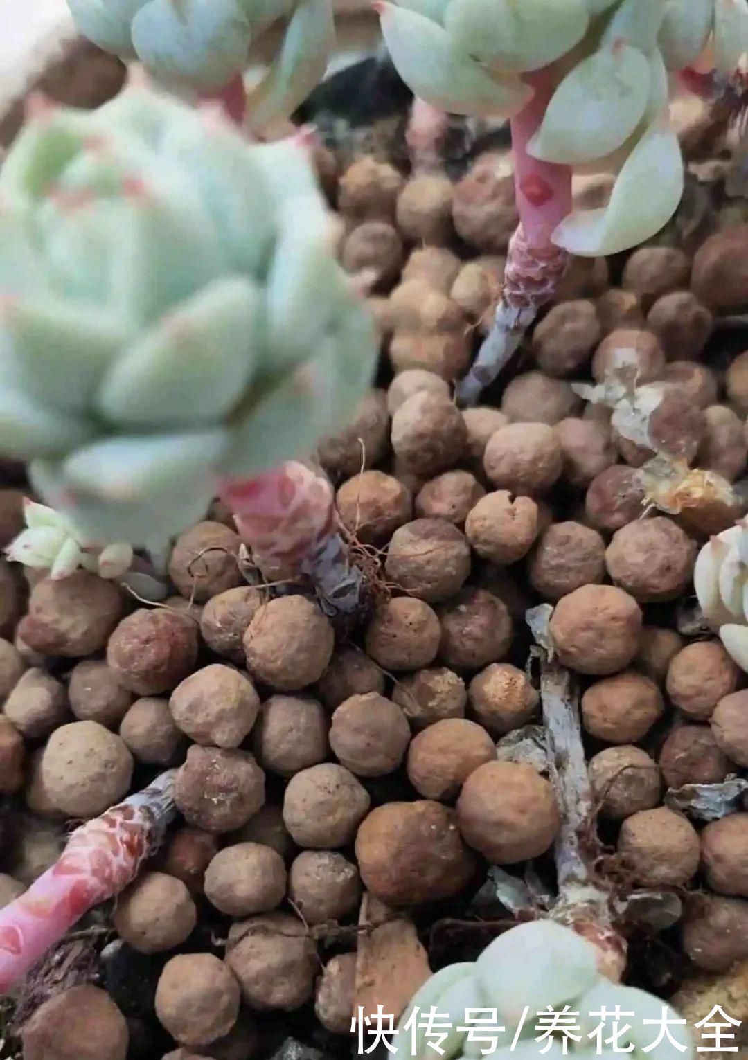 浇水|9种花,夏天休眠了,一定少浇水,否则越浇越死