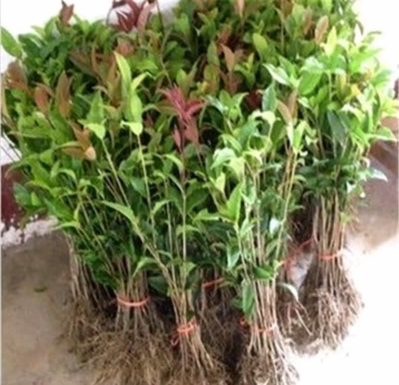 公认难养活的花,你可别轻易买,别中了商家的“邪道”,白花钱