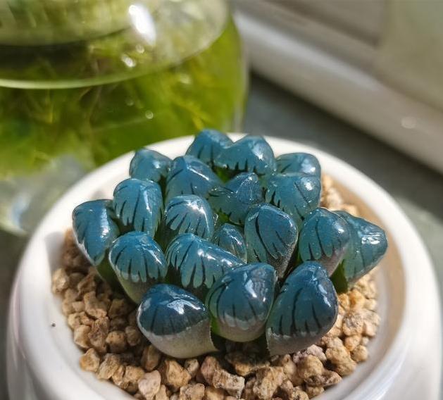 冬天养多肉,最怕3种水,一定要管住手,太勤快肉肉死的越快