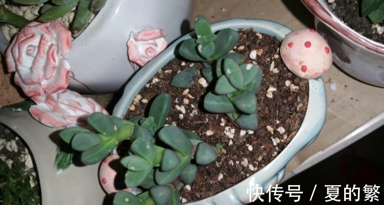 多肉植物鹿角海棠精神不佳,大概率是这4方面出问题了