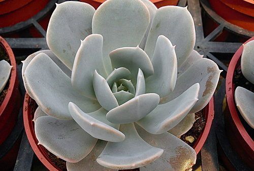 多肉|喜欢多肉试试这几款,好养易活颜值高,轻松开出美丽的花朵