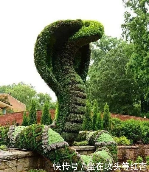 塑造|植物塑造出来的造型简直美炸了,你见过这样的植物吗?
