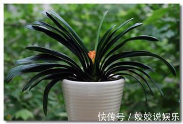 司匹林|盆栽君子兰“卡脖子”，几滴这东西就可以射箭！