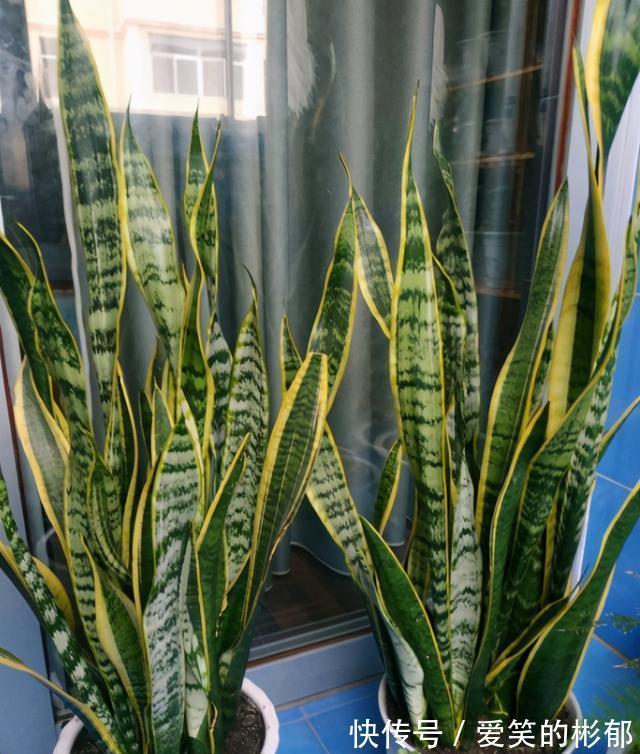 小齐|想不想你的虎皮兰7月“冒笋芽”?做好“3不缺”,保证通风试试