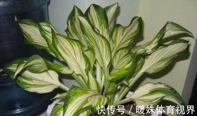 叶片|室内养花浇水很关键,学会这“4招”,养花才能不烂根