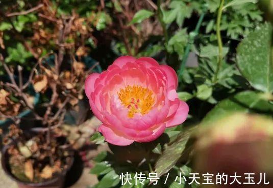 记录一下我养过的花,1000多盆都有啥