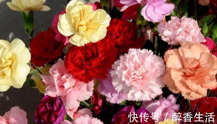 条纹|冬天入手4种花，越晒开花越多，四季开花不断，美极了