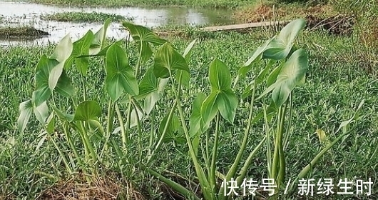 头疼|长在墙角边的野草，用来治头疼效果好，来看看你身边有没有