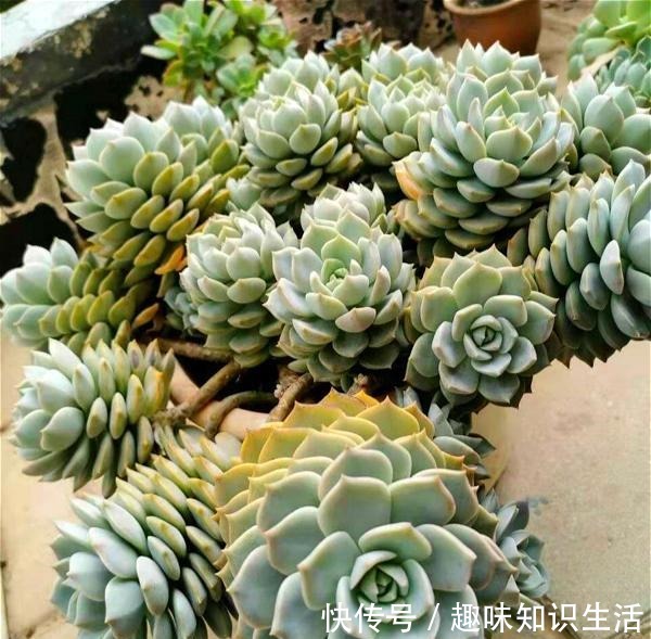 为数不多的好看又好养的多肉,不徒不挂活得久,3年成漂亮老桩!