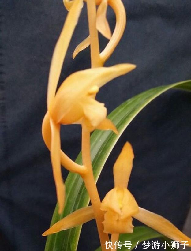 花瓣|此兰实属罕见,开品大气,花瓣通体金黄,兰香扑鼻,不养真亏