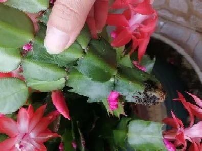 养护蟹爪兰，要注意8个要点，才能开出仙气飘飘花